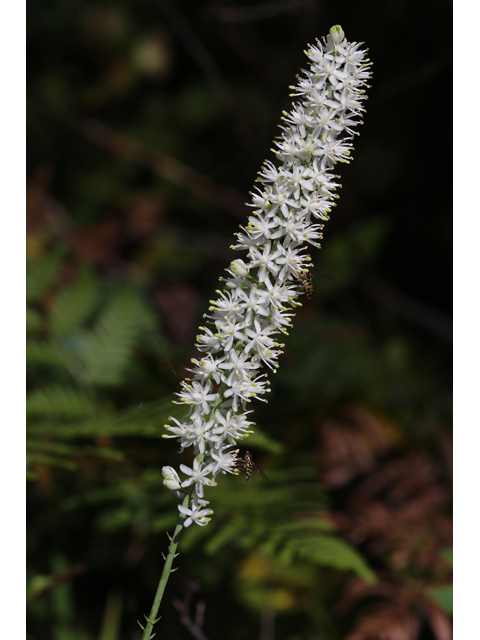 Tofieldia glabra (Carolina bog-asphodel) #46474