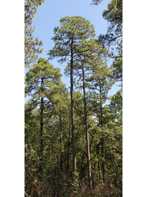 Pinus serotina (Pond pine) #46489