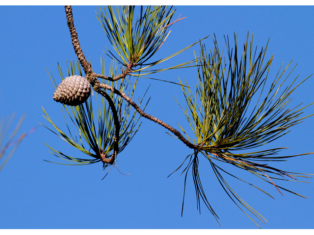 Pinus serotina (Pond pine) #46490