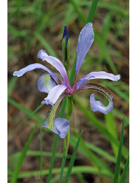 Iris prismatica (Slender blue iris) #58960