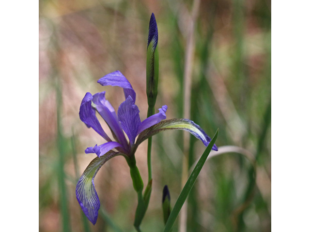 Iris prismatica (Slender blue iris) #58962