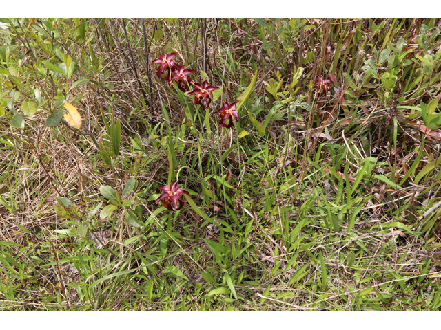 Sarracenia rubra (Sweet pitcherplant) #58966