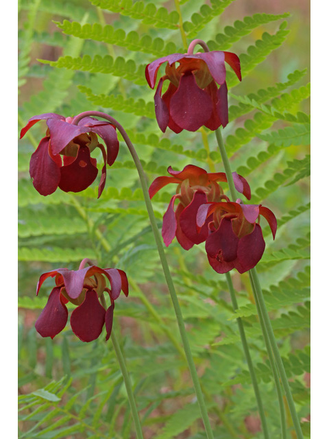 Sarracenia rubra (Sweet pitcherplant) #58967
