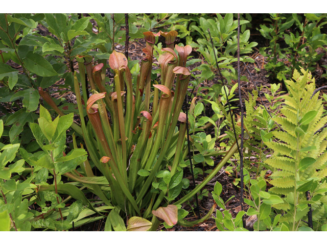 Sarracenia rubra (Sweet pitcherplant) #58969