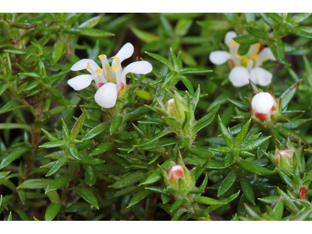 Pyxidanthera barbulata (Flowering pixiemoss) #58981