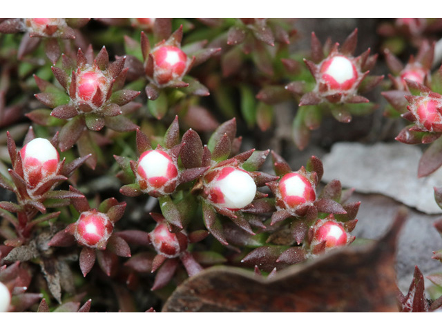 Pyxidanthera barbulata (Flowering pixiemoss) #58982