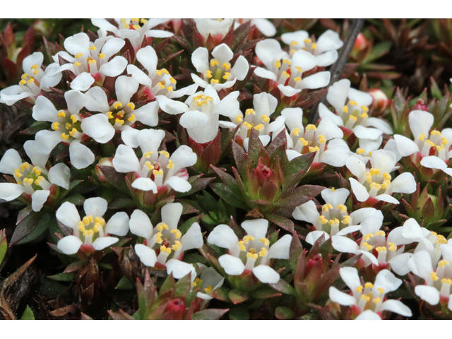 Pyxidanthera barbulata (Flowering pixiemoss) #58983