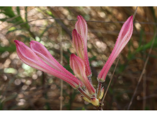 Rhododendron atlanticum (Dwarf azalea) #58984