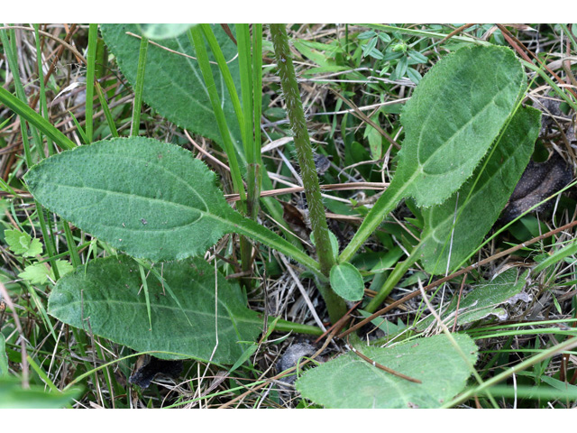Helianthus atrorubens (Purpledisk sunflower) #58997