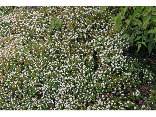 Leiophyllum buxifolium (Sandmyrtle) #59001