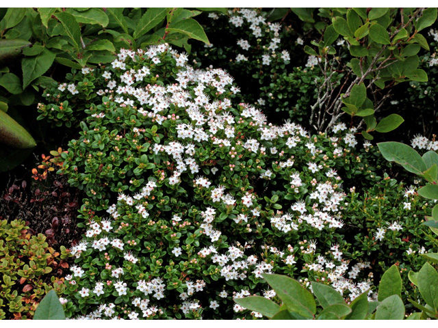Leiophyllum buxifolium (Sandmyrtle) #59002
