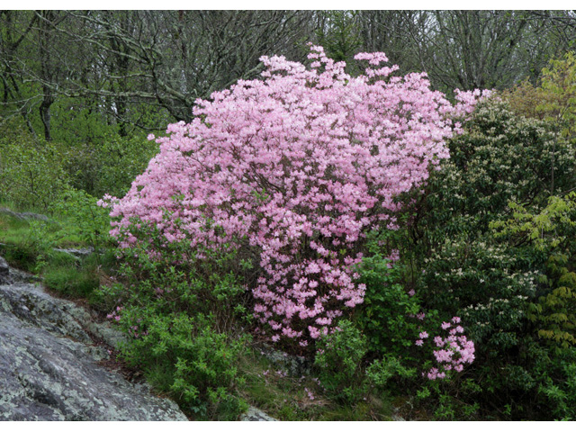 Rhododendron vaseyi (Pinkshell azalea) #59004