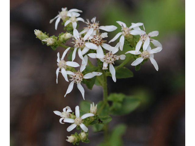 Sericocarpus asteroides (Toothed whitetop aster) #59008