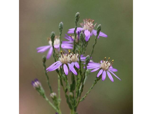 Symphyotrichum concolor (Eastern silver aster) #59019