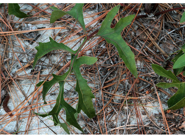 Silphium compositum (Kidney-leaf rosinweed) #59030