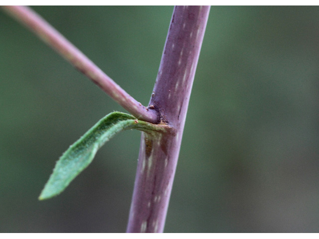 Silphium compositum (Kidney-leaf rosinweed) #59031