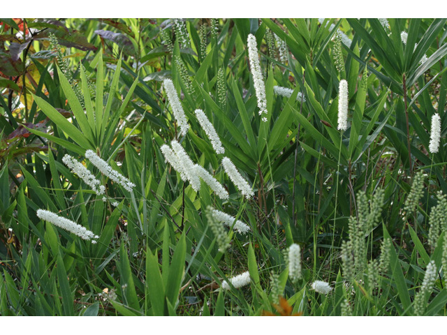 Tofieldia glabra (Carolina bog-asphodel) #59048