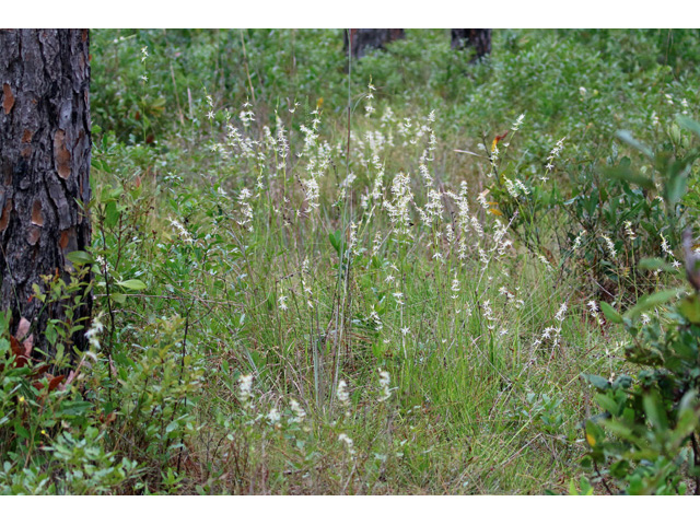 Pleea tenuifolia (Rush featherling) #59067