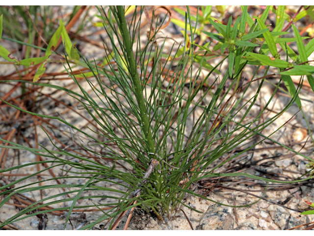 Liatris tenuifolia (Shortleaf blazing star) #59106