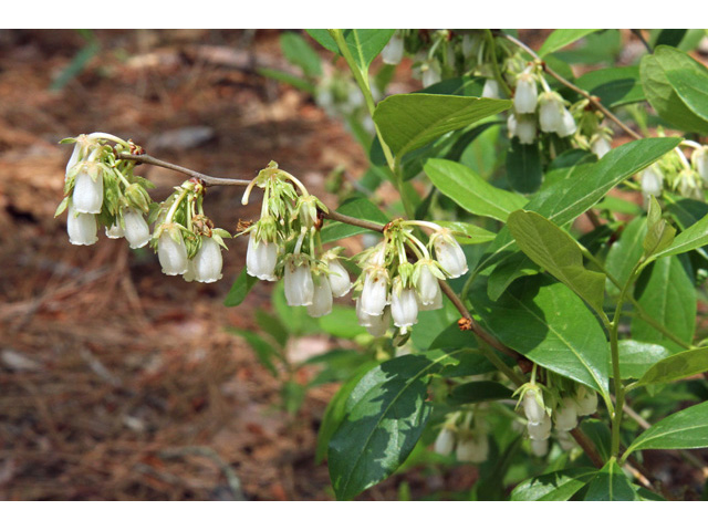 Lyonia mariana (Piedmont staggerbush) #59110
