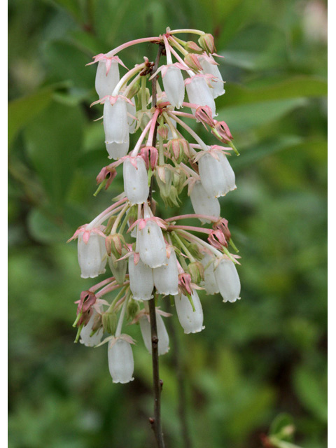 Lyonia mariana (Piedmont staggerbush) #59112