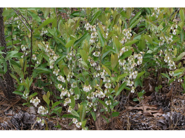Lyonia mariana (Piedmont staggerbush) #59113