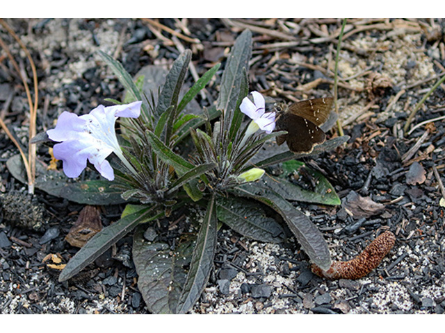 Ruellia caroliniensis ssp. ciliosa (Carolina wild petunia) #89960