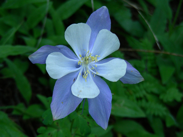 Aquilegia coerulea (Colorado blue columbine) #44293