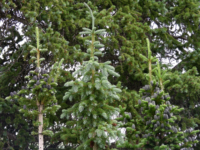 Abies lasiocarpa (Subalpine fir) #44323