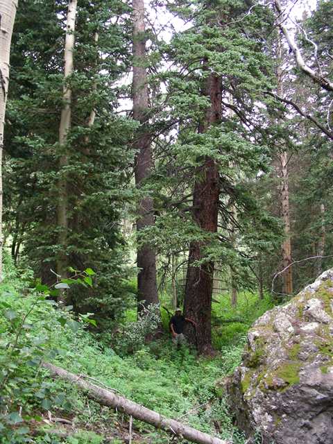 Picea engelmannii (Engelmann's spruce) #44328