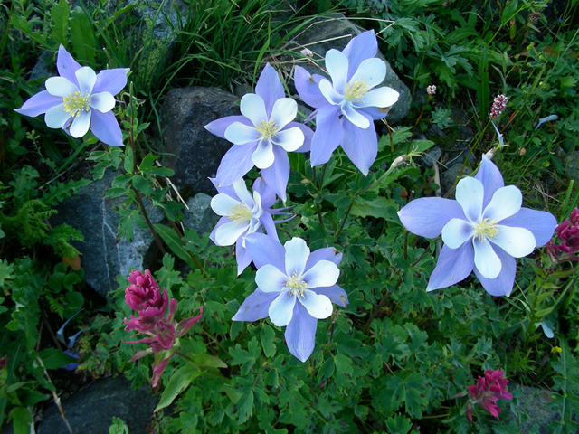Aquilegia coerulea (Colorado blue columbine) #44341