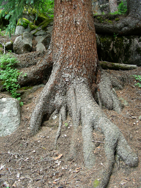 Picea engelmannii (Engelmann's spruce) #44379