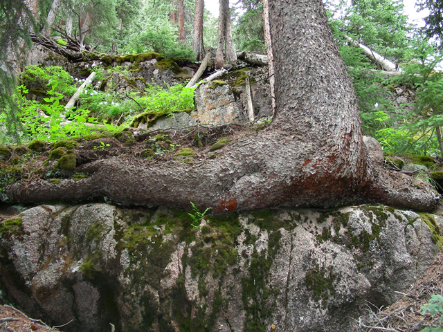 Picea engelmannii (Engelmann's spruce) #45657