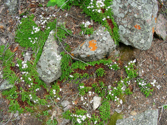 Minuartia obtusiloba (Twinflower sandwort) #45659