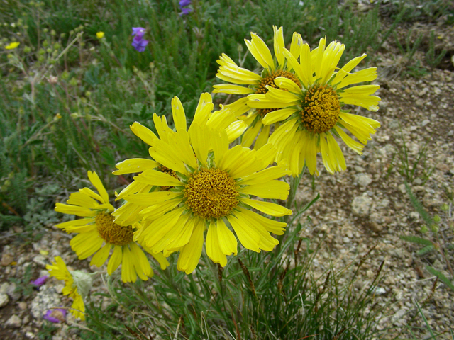 Tetraneuris grandiflora (Graylocks four-nerve daisy) #45673