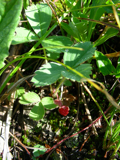 Fragaria vesca (Woodland strawberry) #45688