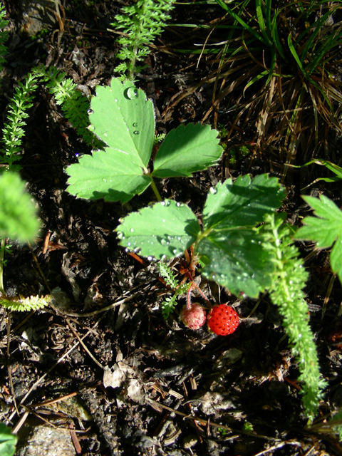 Fragaria vesca (Woodland strawberry) #45689