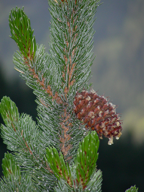 Pinus aristata (Bristlecone pine) #45699