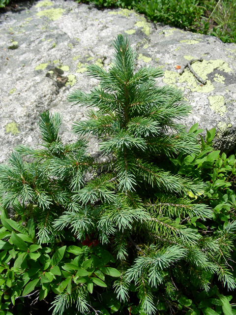 Picea engelmannii (Engelmann's spruce) #45742