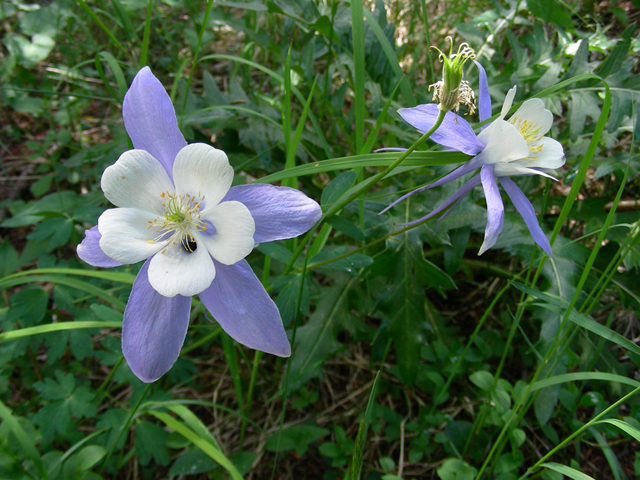 Aquilegia coerulea (Colorado blue columbine) #45744