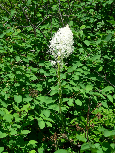 Xerophyllum tenax (Common beargrass) #53143