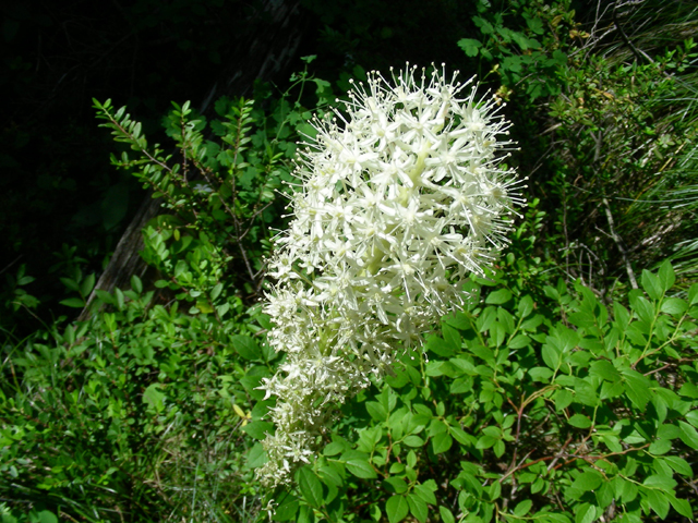 Xerophyllum tenax (Common beargrass) #53145