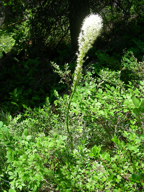 Xerophyllum tenax (Common beargrass) #53146