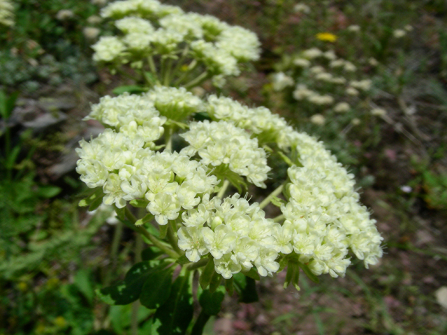 Eriogonum umbellatum var. majus (Subalpine sulfur flower) #53148