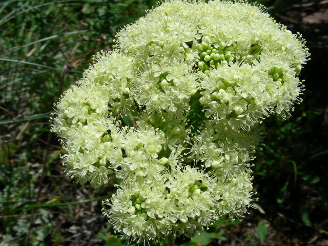 Eriogonum umbellatum var. majus (Subalpine sulfur flower) #53149