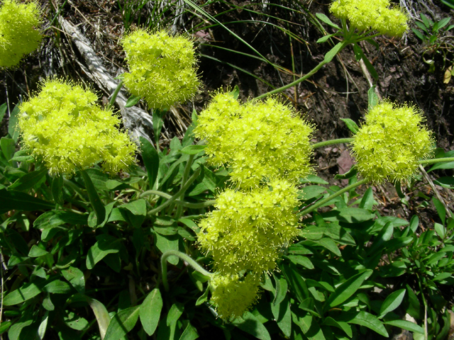 Eriogonum flavum var. flavum (Alpine golden buckwheat) #53150