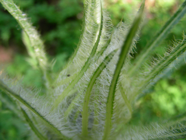 Cirsium foliosum (Elk thistle) #53154
