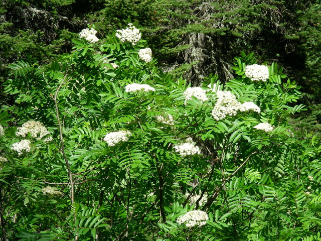 Sorbus scopulina (Greene's mountain ash) #53198