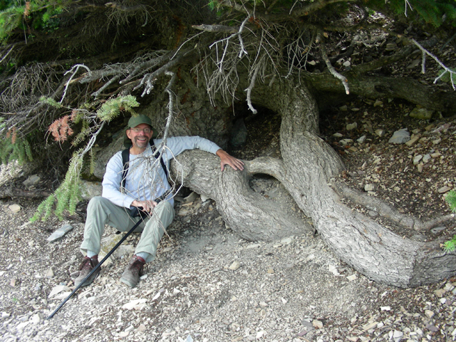 Pseudotsuga menziesii var. glauca (Rocky mountain douglas fir) #53201