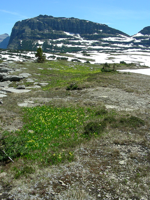 Erythronium grandiflorum (Yellow avalanche-lily) #53208